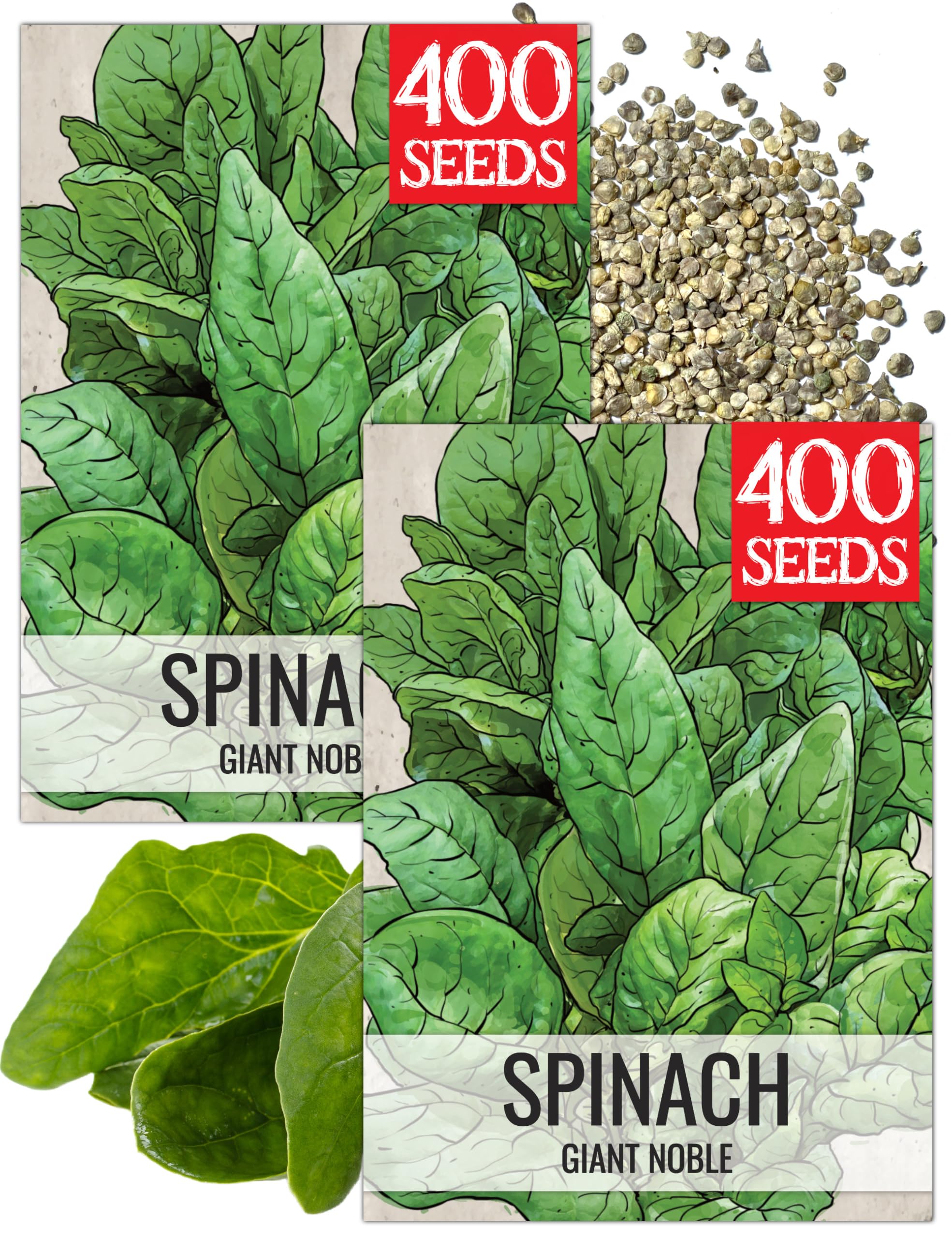 Amazon.com : Seed Needs Giant Noble Spinach Seeds to Plant